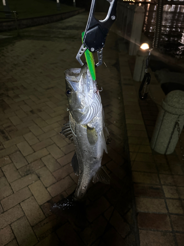 フッコ（マルスズキ）の釣果