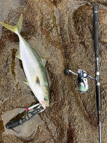 ハマチの釣果