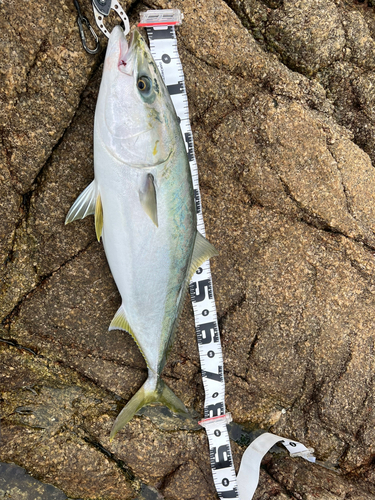 ブリの釣果