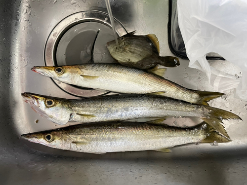 カマスの釣果