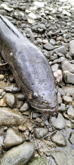 ライギョの釣果