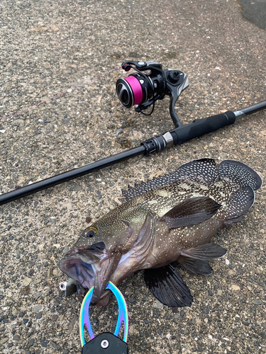 ナミハタの釣果