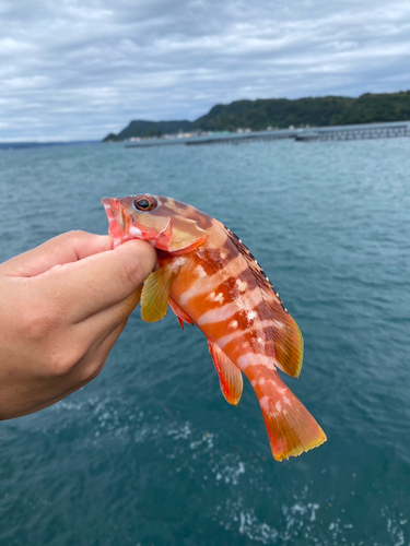 アカハタの釣果