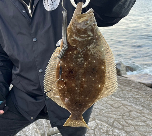 ソゲの釣果