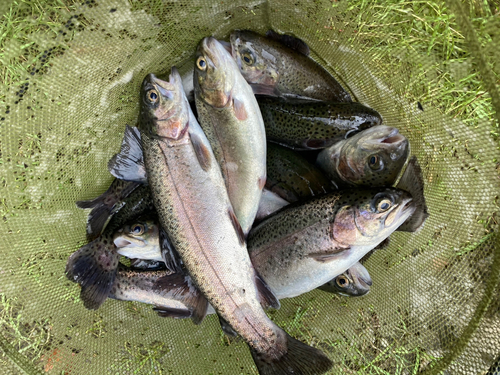 ニジマスの釣果