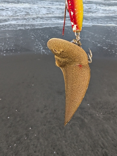 シタビラメの釣果