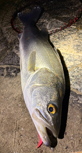 シーバスの釣果