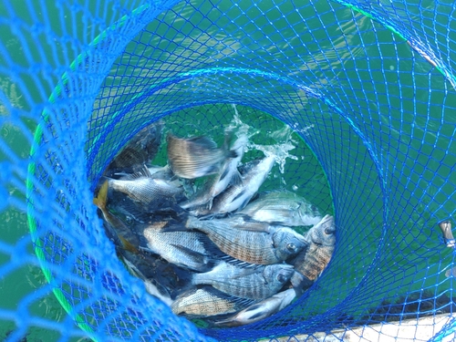 クロダイの釣果