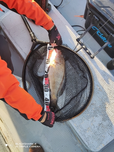 オオモンハタの釣果