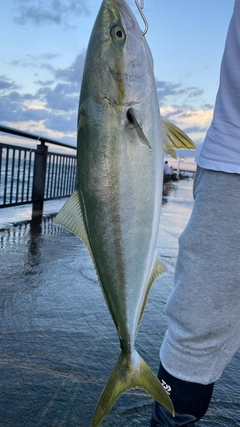 ブリの釣果