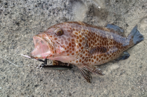 オオモンハタの釣果