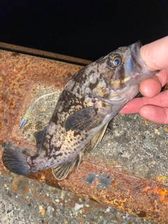 キツネメバルの釣果