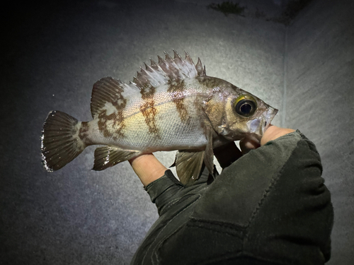 メバルの釣果