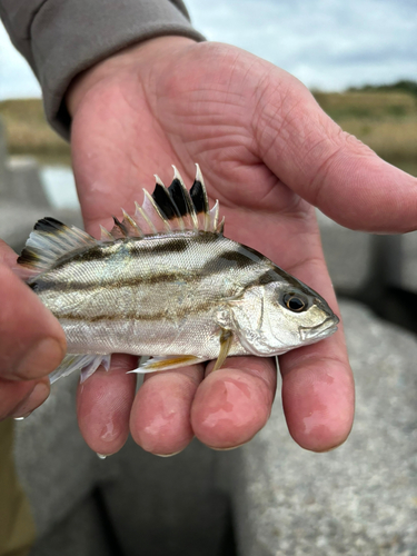 釣果