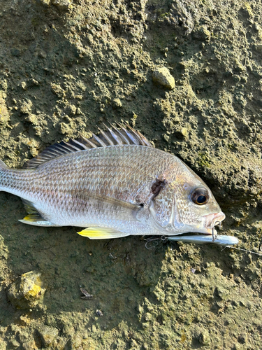 キビレの釣果