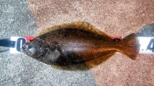 ソゲの釣果