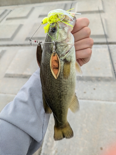 ラージマウスバスの釣果