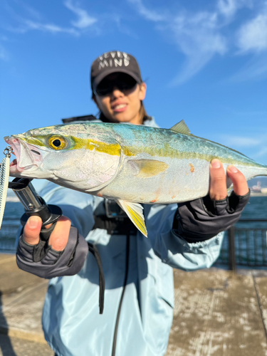 ハマチの釣果