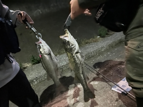 シーバスの釣果