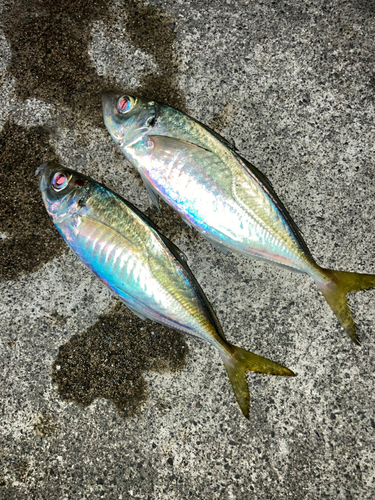 マアジの釣果