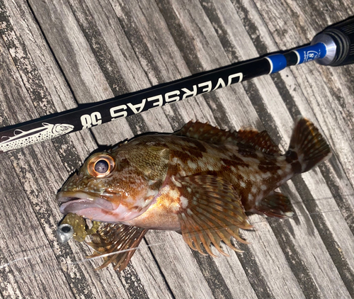 カサゴの釣果