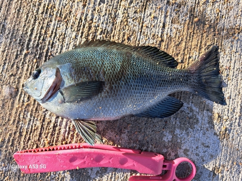 グレの釣果