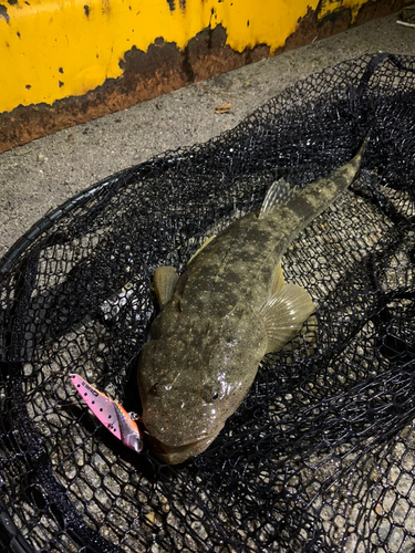 マゴチの釣果