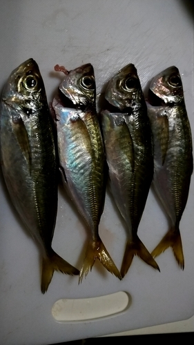 アジの釣果