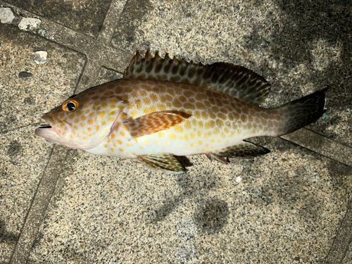 オオモンハタの釣果