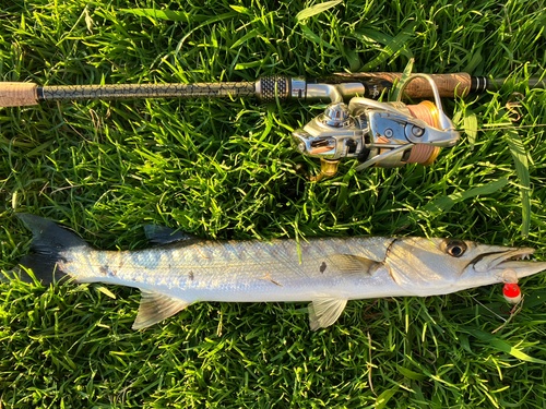 カマスの釣果