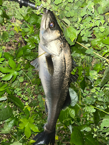 スズキの釣果