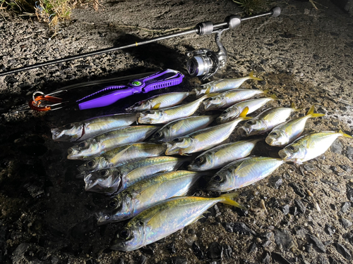 アジの釣果