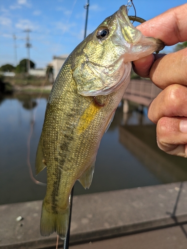 ラージマウスバスの釣果