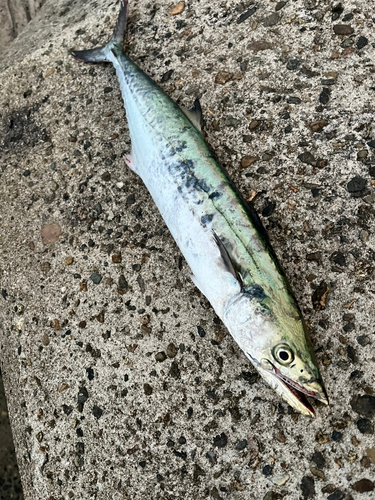 サゴシの釣果