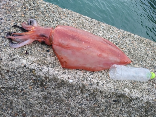 ソデイカの釣果