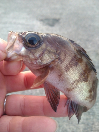 メバルの釣果