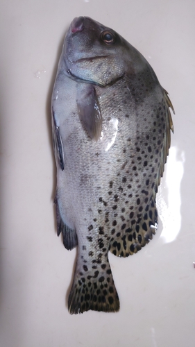 コショウダイの釣果