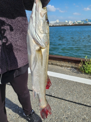 フッコ（マルスズキ）の釣果