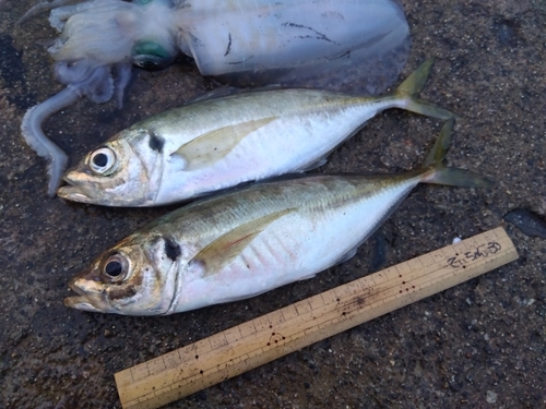 アジの釣果