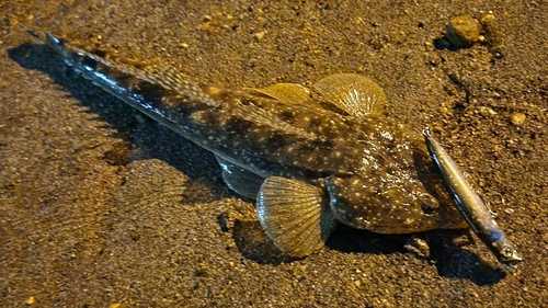 マゴチの釣果