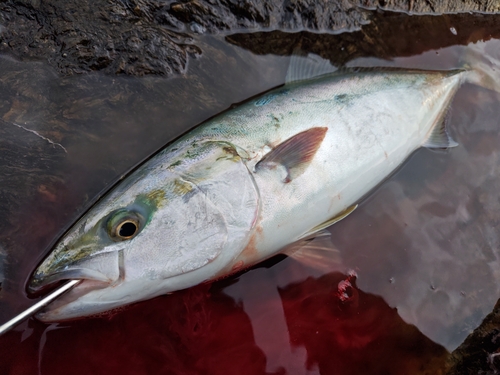 ハマチの釣果