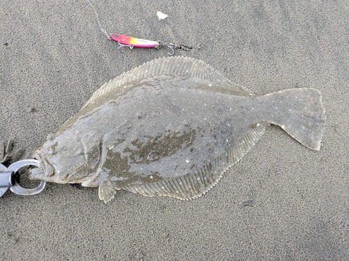 ソゲの釣果