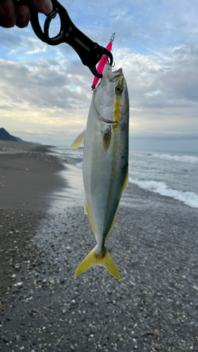 イナダの釣果