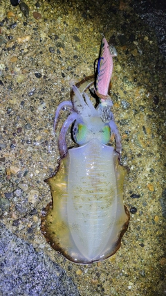 アオリイカの釣果