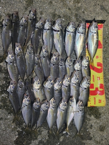 アジの釣果