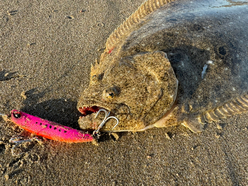 ヒラメの釣果