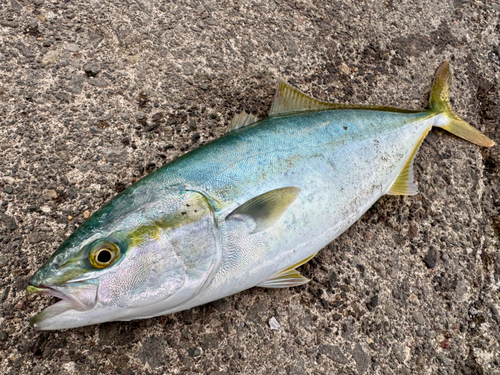 イナダの釣果