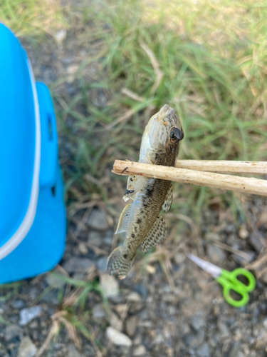 マハゼの釣果