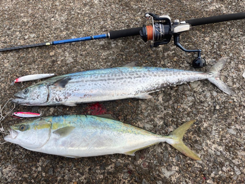 イナダの釣果