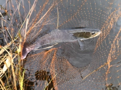 イトウの釣果